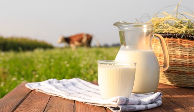 Jersey Sütünün Diğer Sütlerden Farklı Olan Tarafı Nedir? 73 jersey sütü