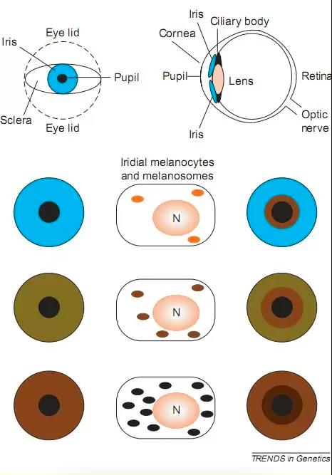 İnsanların Göz Rengi Neden Farklılık Gösteriyor? Bilimin Estetikle Buluştuğu Büyüleyici Gerçek 55 Göz Rengi