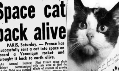 uzaya giden kedi
