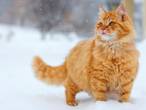 Sarman Kedilerin Cinsiyeti Neden %80 Oranında Erkektir? Bilimin Açıkladığı Turuncu Kürk Sırrı 68 image 60