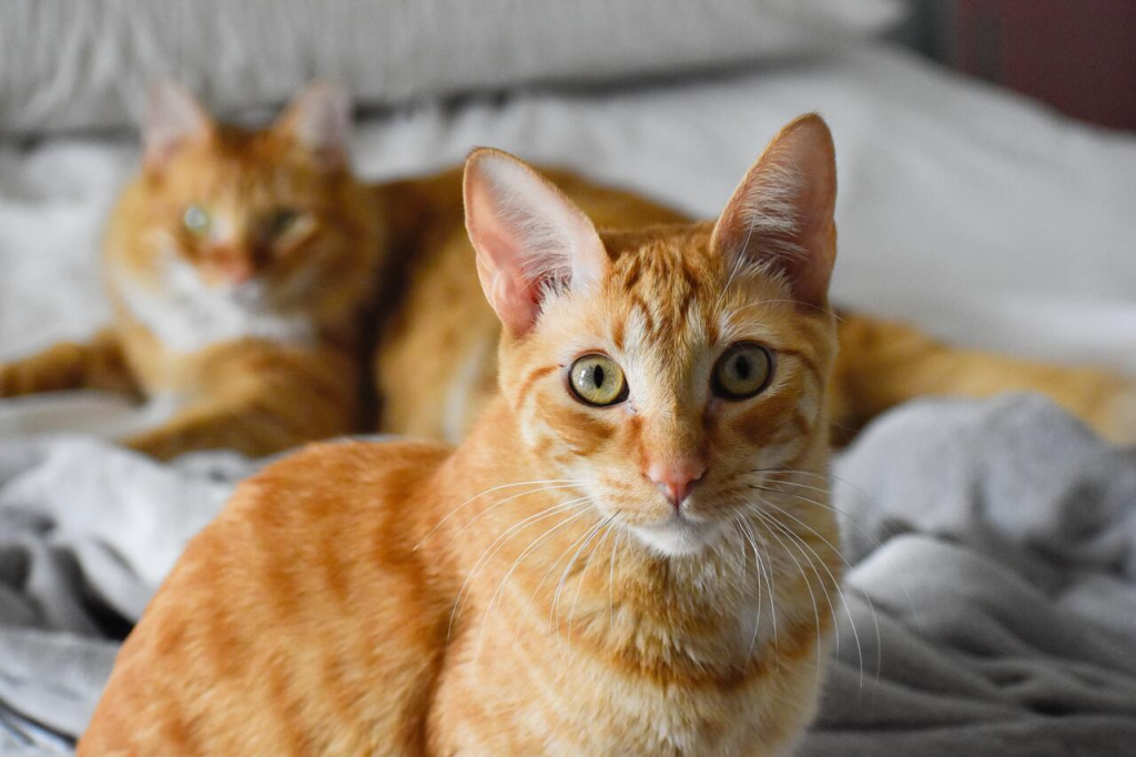 Sarman Kedilerin Cinsiyeti Neden %80 Oranında Erkektir? Bilimin Açıkladığı Turuncu Kürk Sırrı 70 image 62